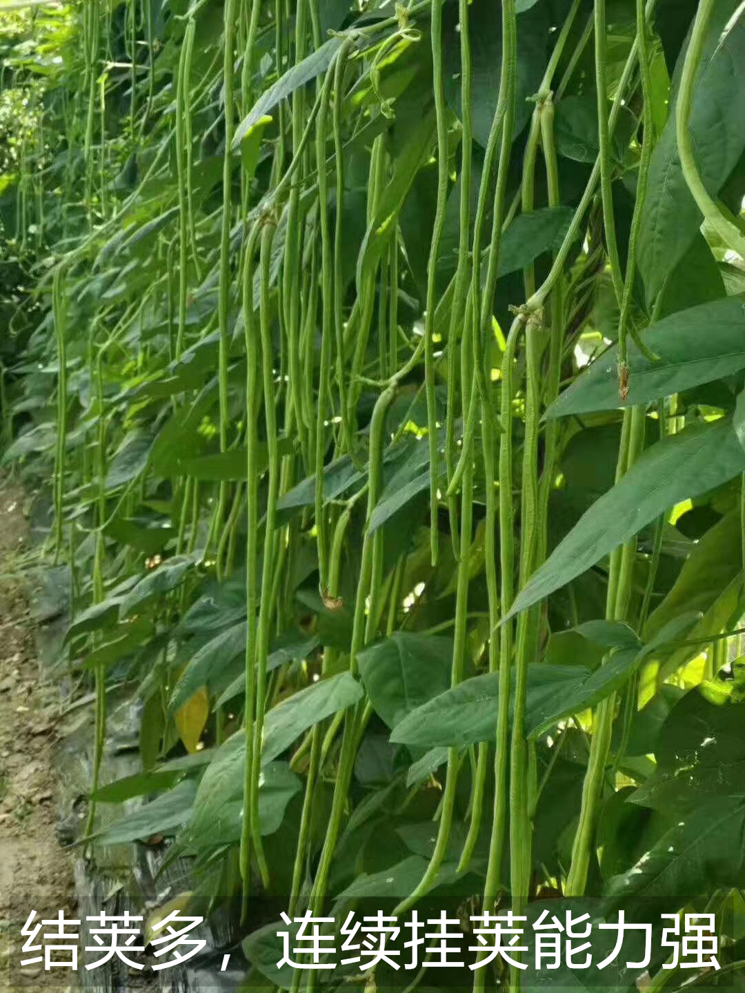 适合秋天种的豇豆,自家种的豇豆绝对接地气