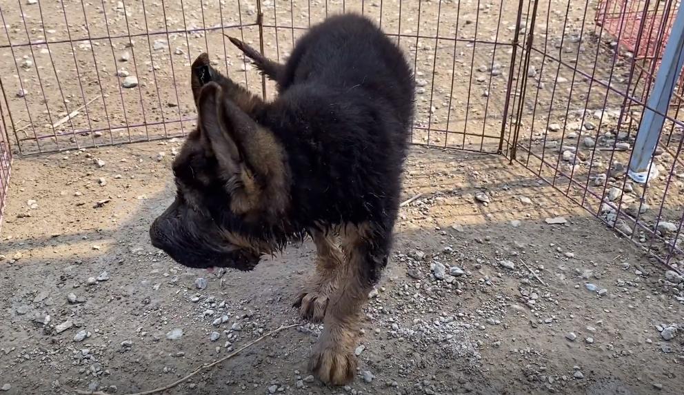 小德牧中暑,德牧幼犬中暑反应