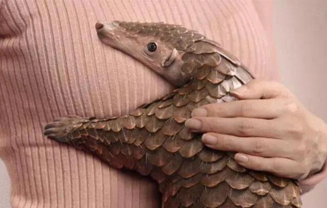 北海布氏鲸视频,广西北海布氏鲸图片