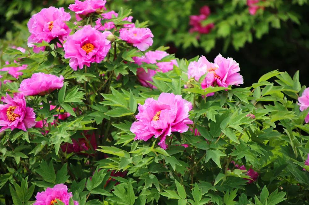 富贵吉祥的植物有哪些,最适合庭院种植的10种吉祥植物