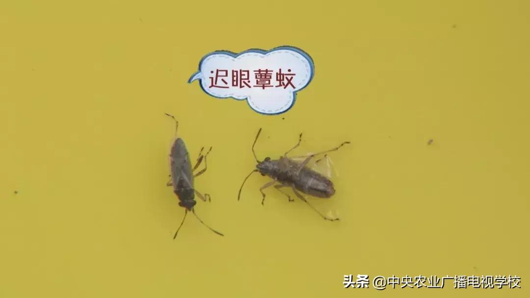 农广天地蛴螬养殖技术,韭蛆怎么防治最好