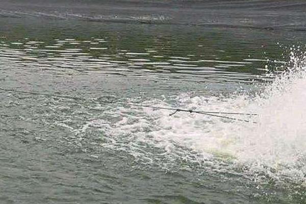 虾塘猪粪能肥水吗如何肥水,虾塘用什么肥水是最好的