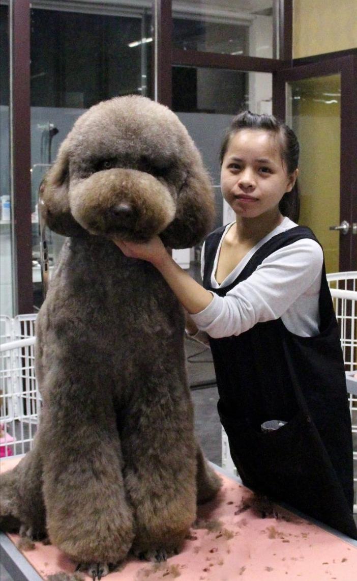 巨型贵宾犬毛色越来越淡怎么办,巨型贵宾犬为什么不建议养