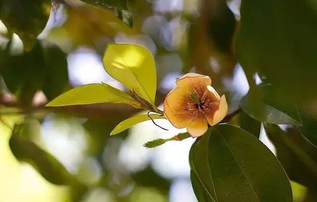 比较好听的植物名字大全,独具一格的植物名字怎么取