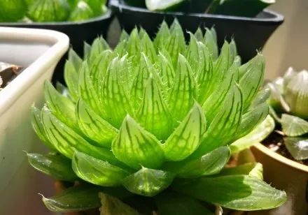 玉露闷养的方法和步骤,玉露闷养最佳温度