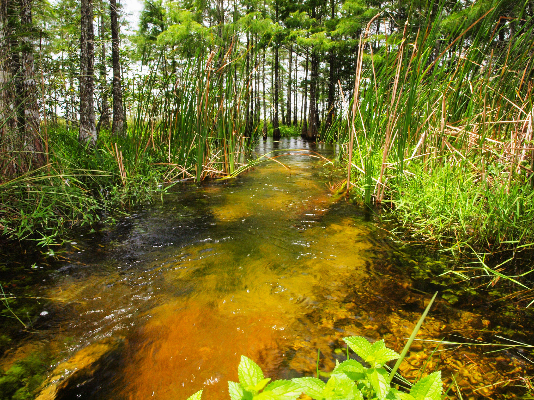 美国佛罗里达巨蟒,佛罗里达捕获最大蟒蛇