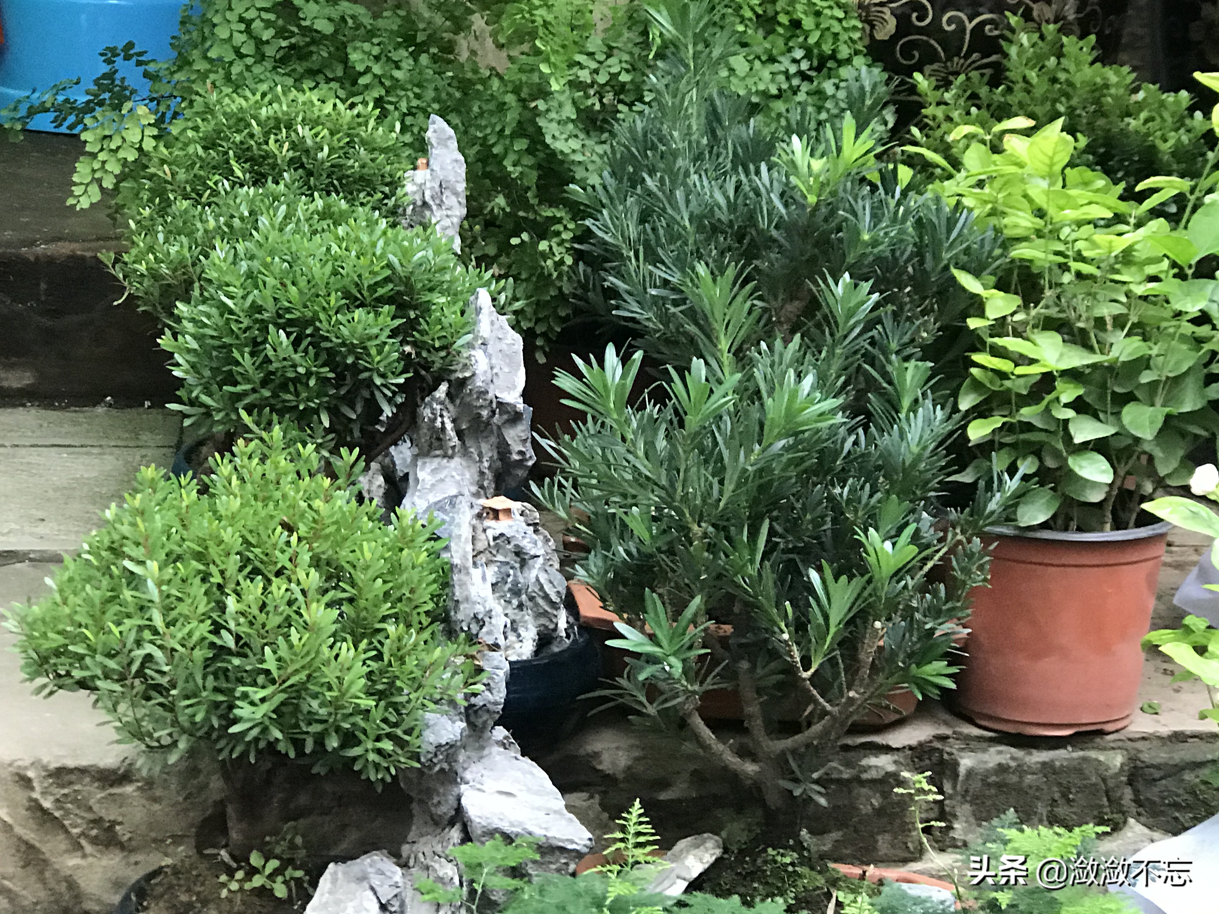 昆明哪里买花便宜又好,昆明斗南花卉市场怎么买花