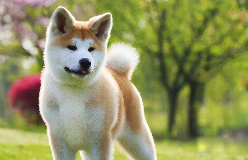 秋田犬为什么是禁养犬种呢图片,不能养秋田犬的18个理由