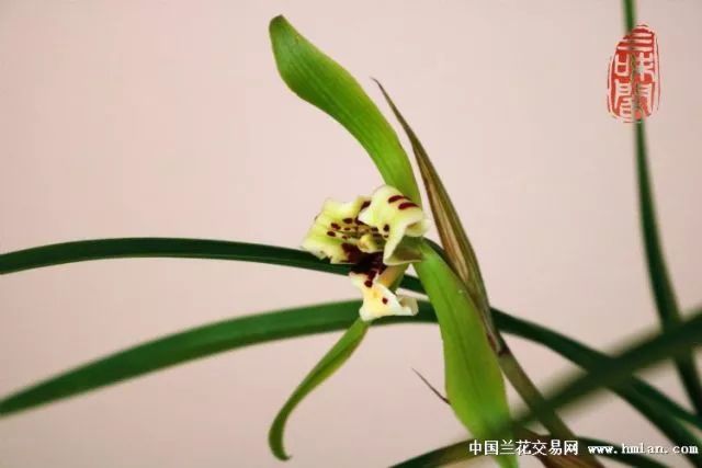 兰花花期管理方法和注意事项,刚出土的兰花花蕾是什么样子的