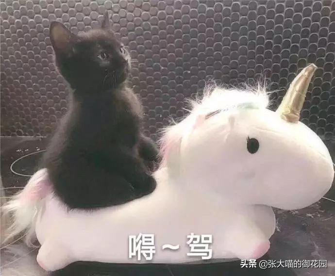 重口味话题，返点勿入！猫咪的肛门腺挤还是不挤？这是一个问题