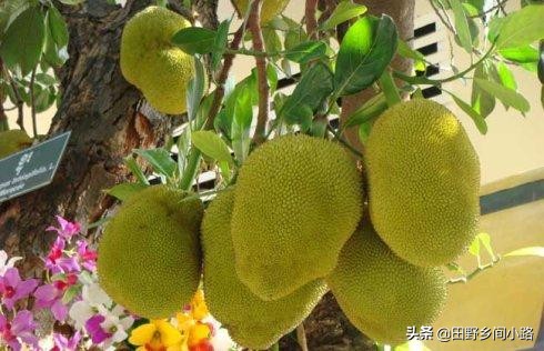 菠萝蜜核怎么种植并且长出果实,菠萝蜜的种植技术和环境