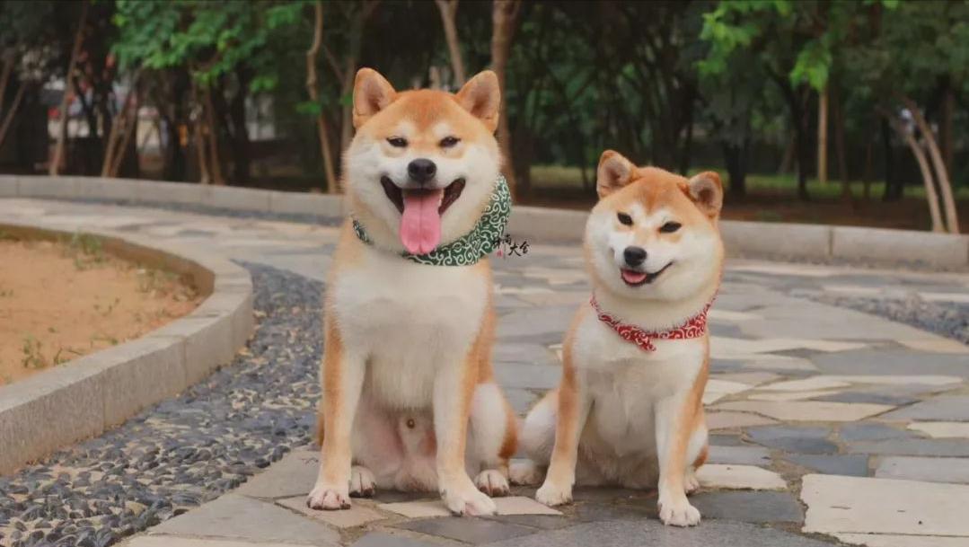 常见的20种狗狗,带大家认识不一样的狗狗