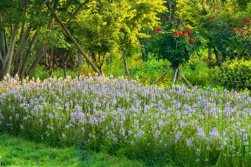 花团锦簇的峰峰是怎样炼成的？是时候告诉你真相了