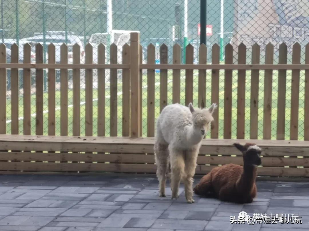 北京五环内新开萌宠乐园,除了喂动物,还能玩大滑梯、免费享帐篷