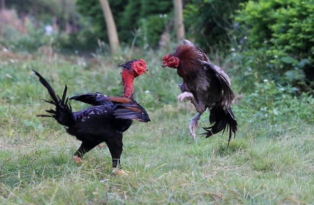 斗鸡养殖技术视频致富经,斗鸡的养殖方法和注意事项