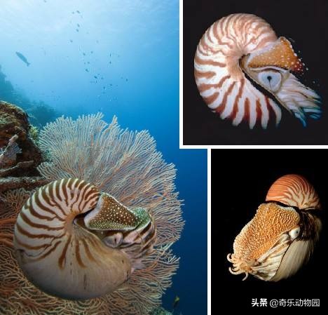 鹦鹉螺全球有多少只,鹦鹉螺世界上还存在吗