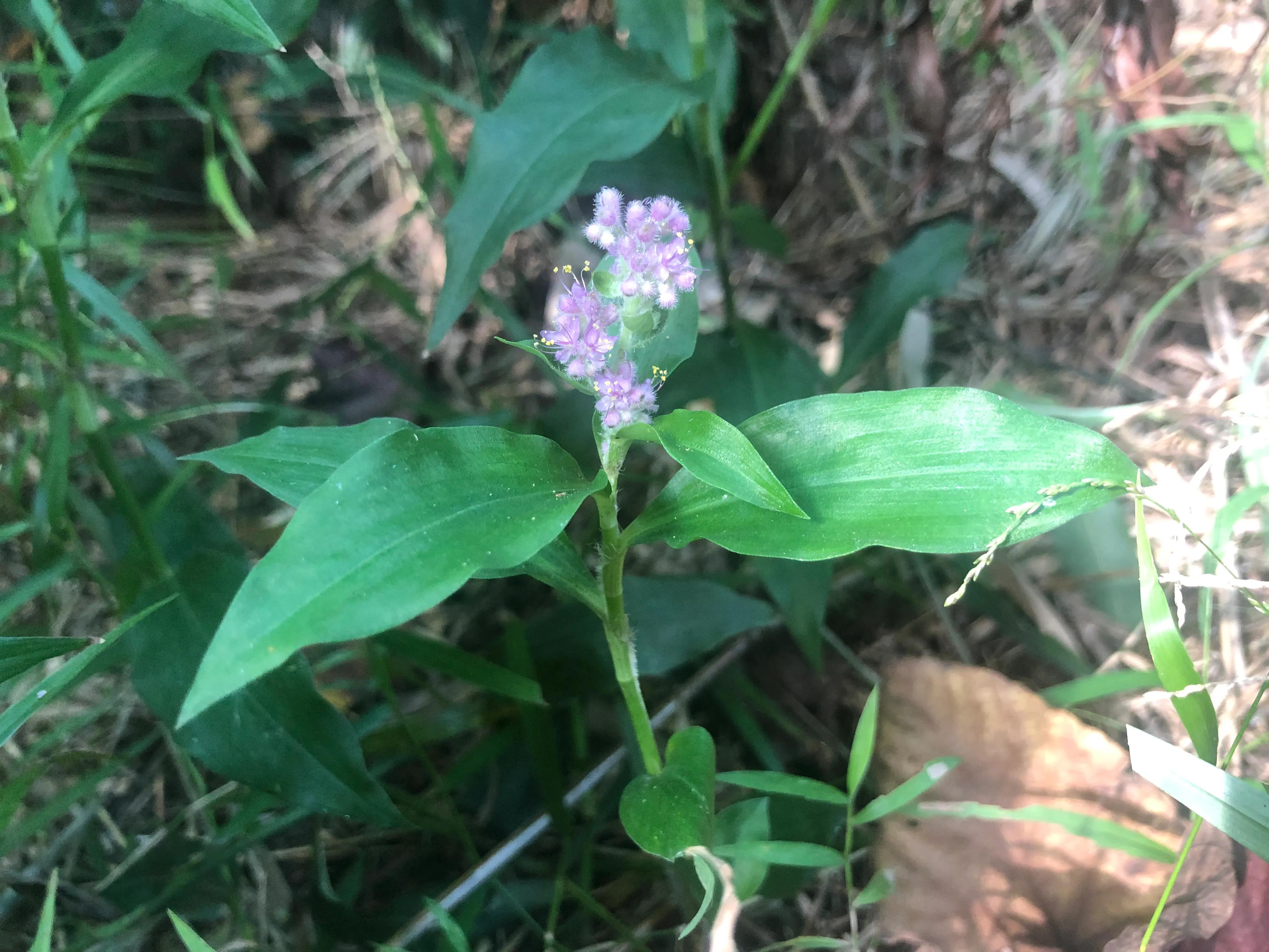 娣卞北鑰佹灄閲庤彍妞嶇墿,鍘诲璁垮北闂寸殑閲庣敓鏈崏妞嶇墿