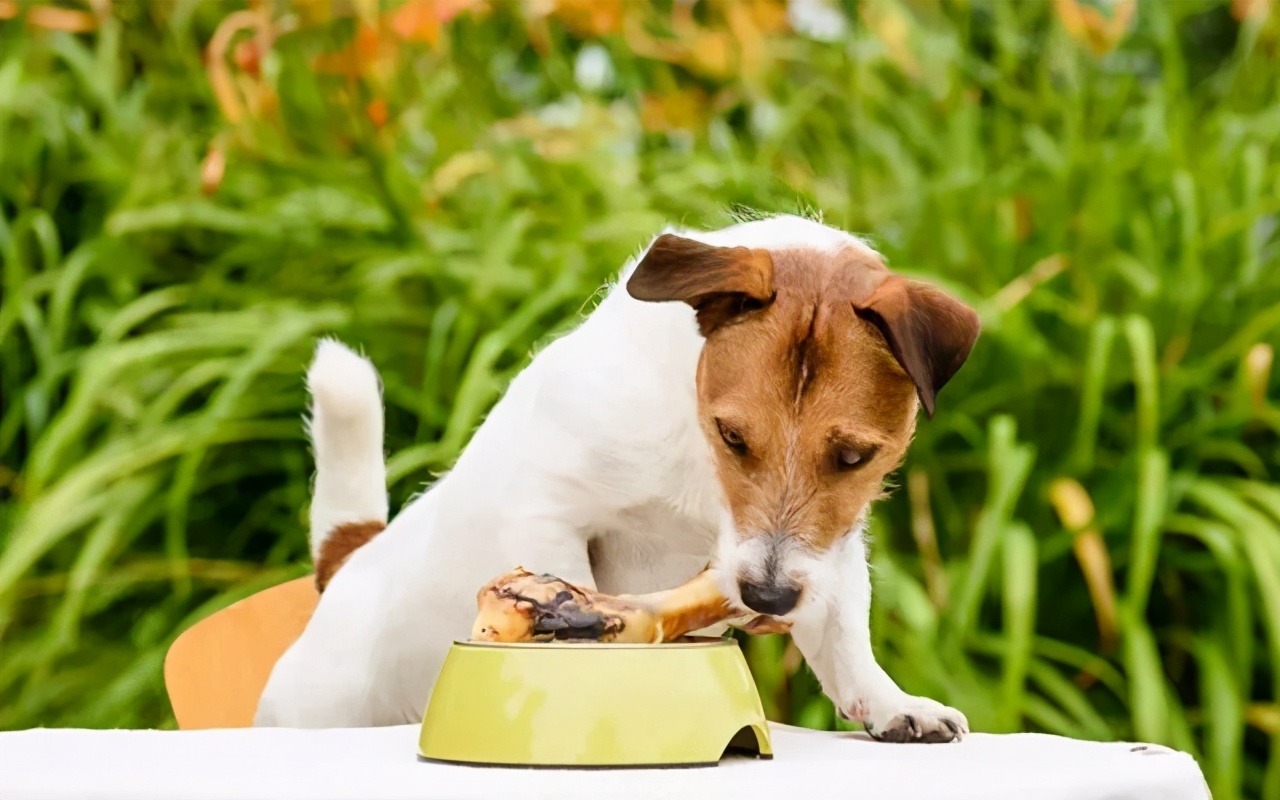 狗狗挑食特别严重怎么办,狗狗挑食最多能饿几天