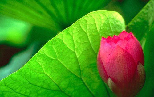 如何拍出清晰度较高的相片,5d2怎么拍出清晰锐利的照片