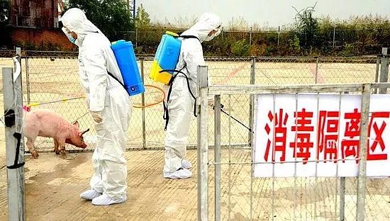 猪场带猪消毒=自残自害？消毒剂的正确使用，你都知道吗？