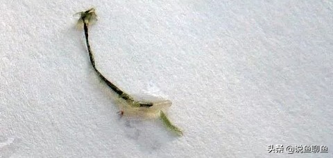 锚头蚤寄生虫怎样治疗,中国斗鱼寄生虫图片