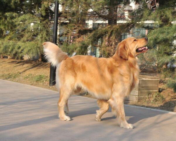 金毛犬太瘦了怎么办,金毛58斤瘦不瘦