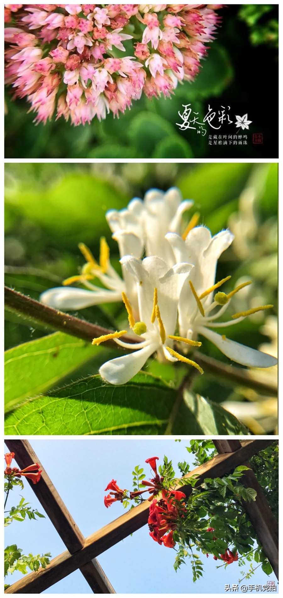 如何拍照识别花草植物,如何扫一扫快速识别花草