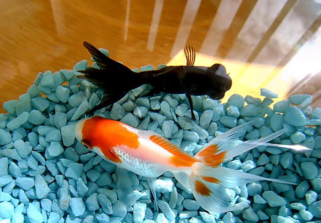 鱼的记忆只有7秒是谣言吗,鱼的记忆真的只有七秒吗语录