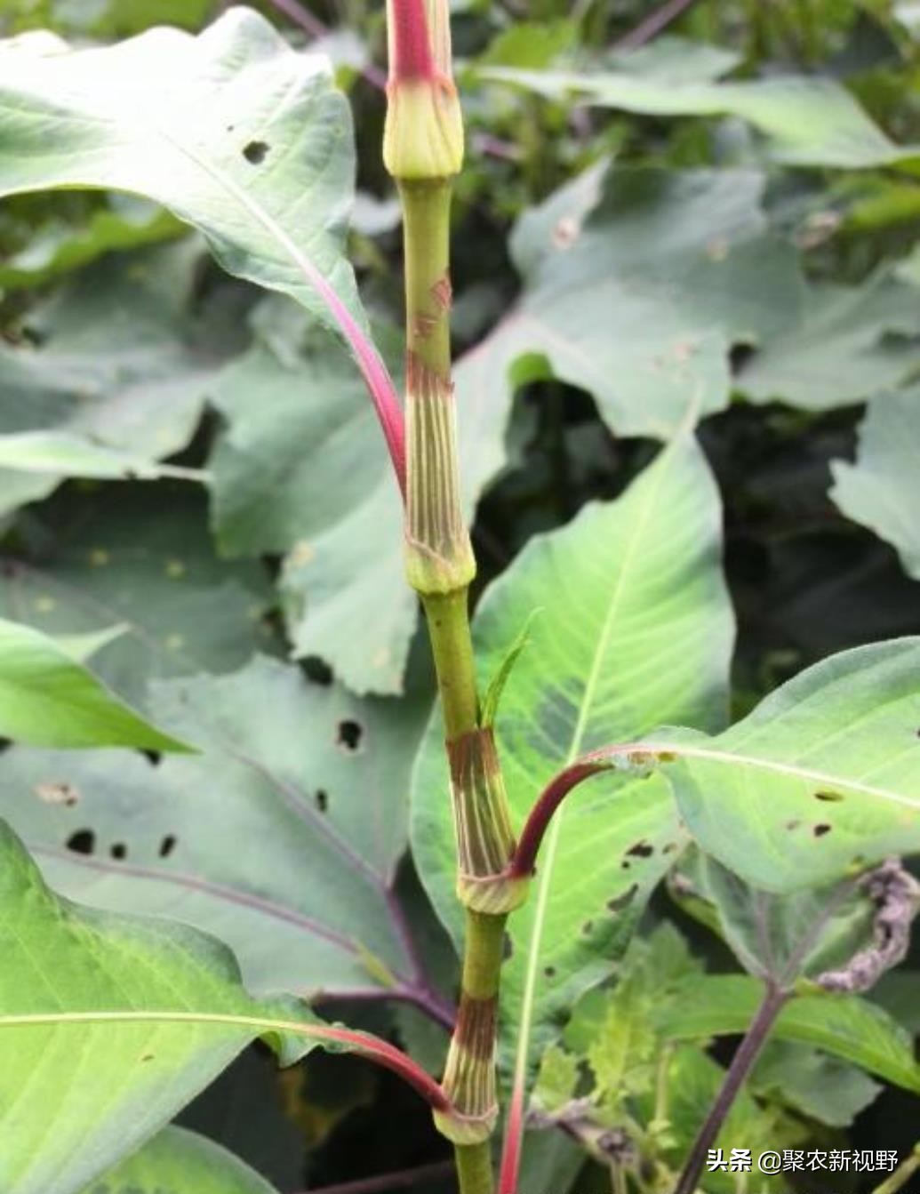 辣蓼草酒曲可以做豆豉吗,冬天采摘的辣蓼草可以做酒曲吗