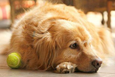 金毛吃得多但不胖怎么办,金毛吃得少怎么办