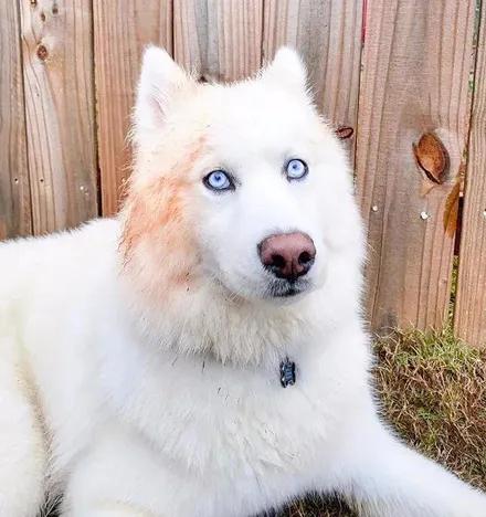 一只经常被误认为萨摩的哈士奇，没想到它居然长这样，太沙雕了