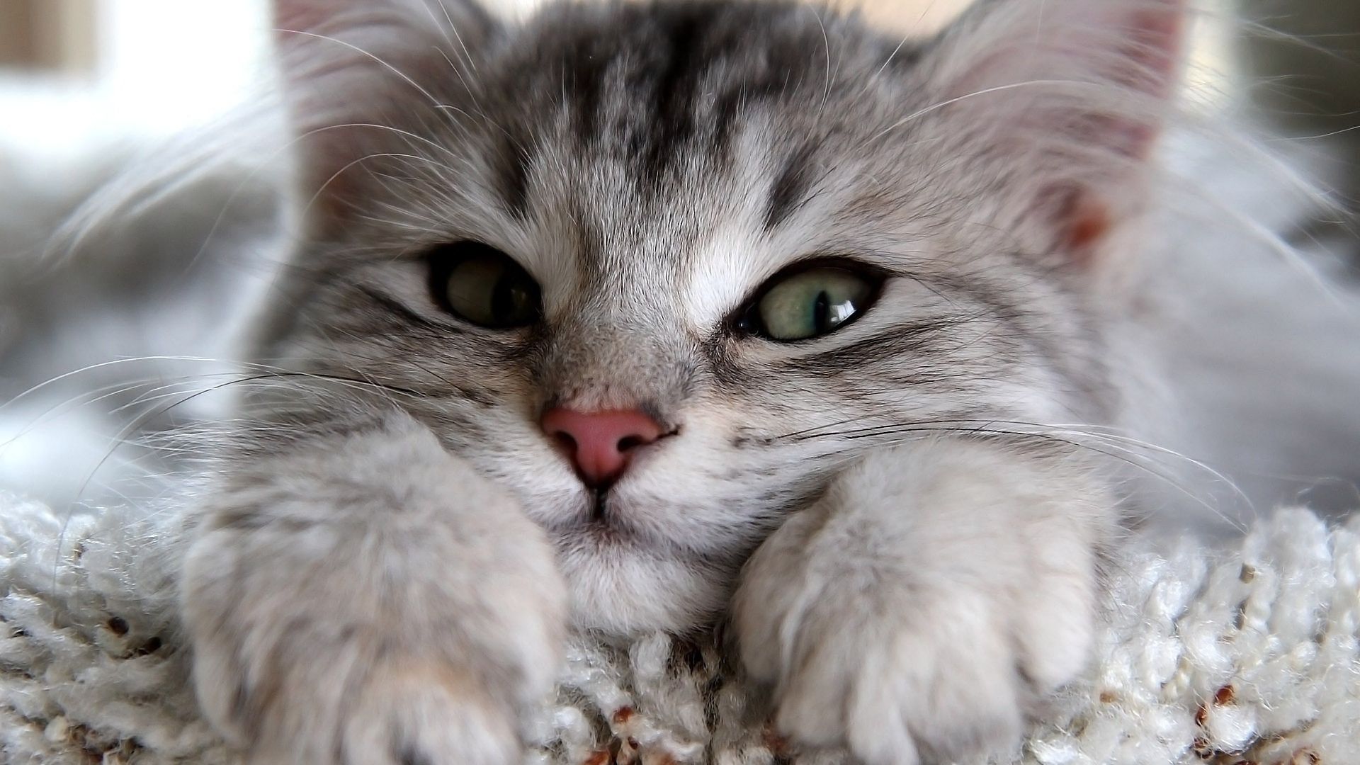 辟谣猫咪不能戴铃铛,辟谣猫咪真的没有九条命