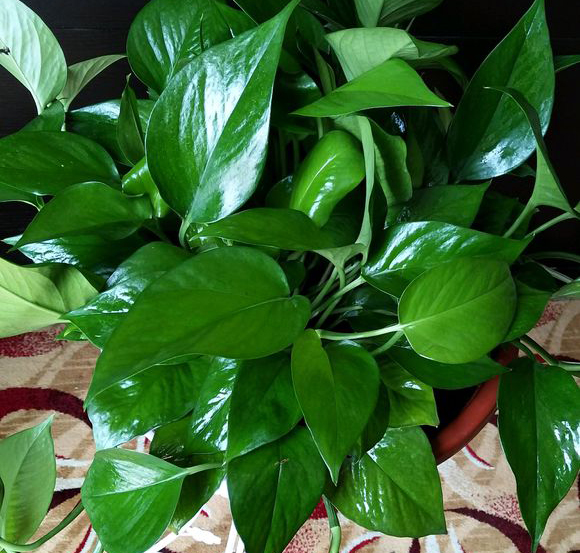 绿萝黄叶别担心，1瓶“废水”浇下去，两周生机盎然，绿油油