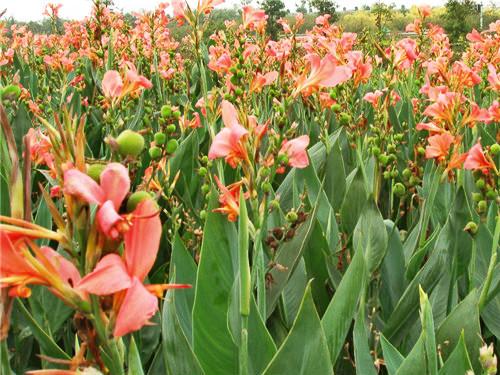 美人蕉真的存在吗,美人蕉是虞美人吗