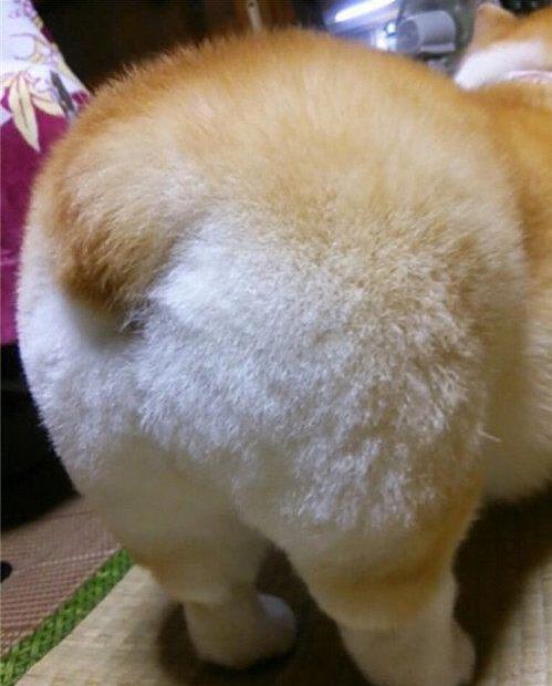 养柯基犬需要注意哪些事项,饲养柯基犬的正确方法你知道吗