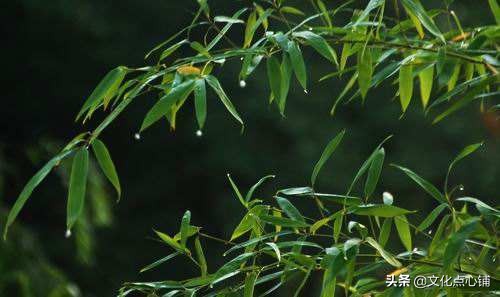 您心中的苏轼是什么样的？如果用一首词来形容，你会选择哪首？