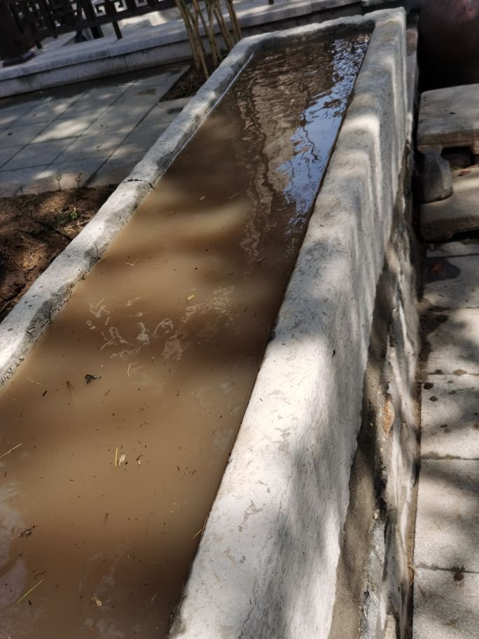 紫清山房琐记(135)栽种睡莲