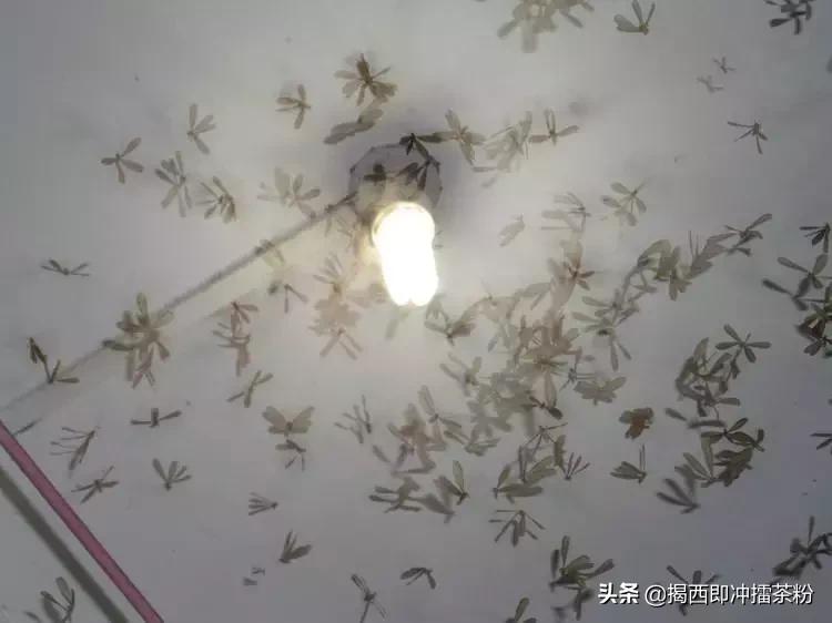 飞蚁大军空袭视频,飞蚁大军被空袭