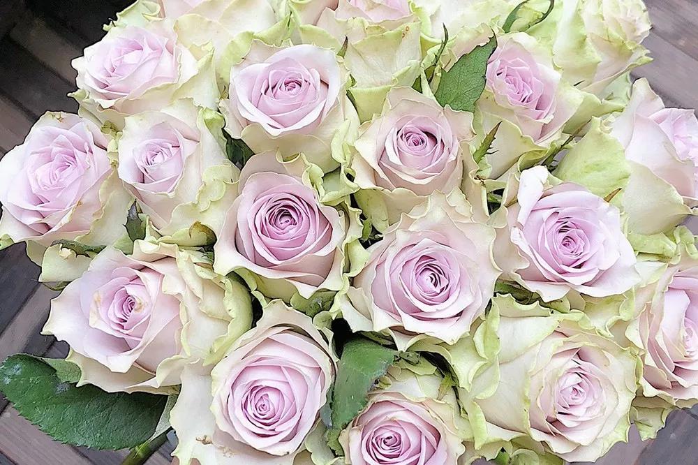 花店必备的5款玫瑰,鲜花图鉴一次性认识30种玫瑰花