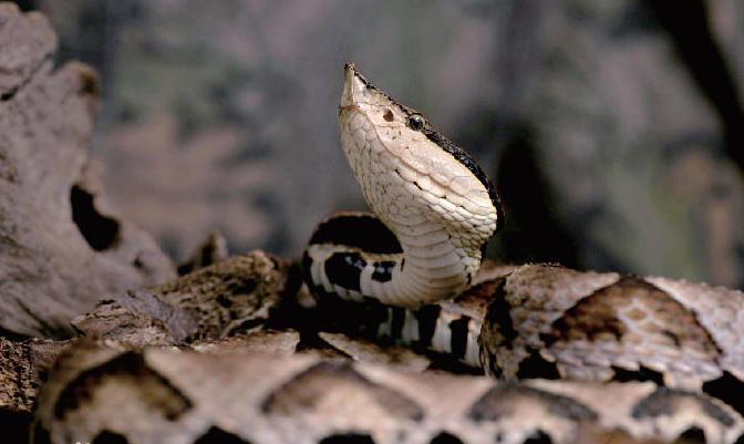 东北有毒蛇么,有毒的蛇图片有哪些