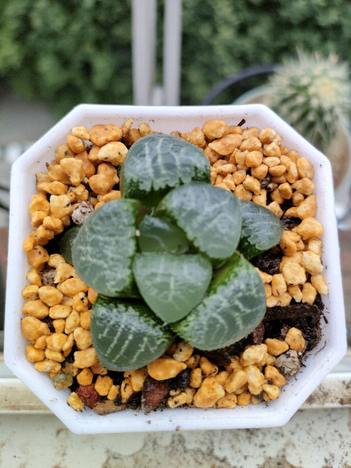 oppok9和k9s哪个好,oppok9手机体验