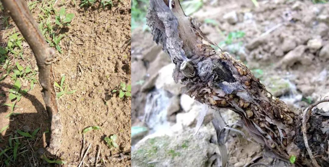 葡萄枝条上的病害图片,葡萄果实开裂什么病害