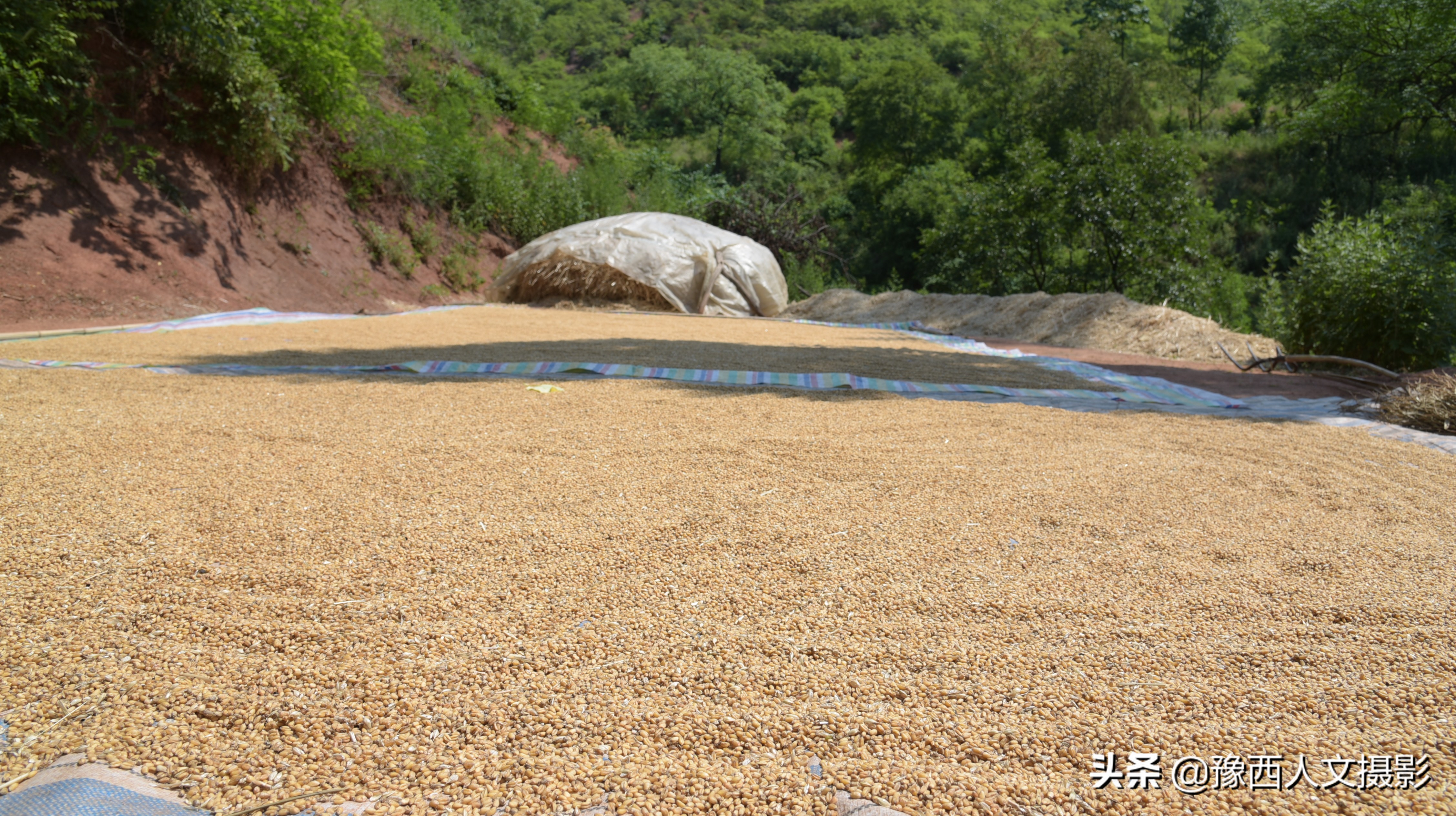 山里父亲10年前为儿子打算,藏一囤小麦两桶黄豆,娶媳妇却没用上