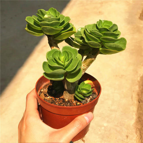 屋里带来财运的花有哪些,家里风水聚财的花是什么