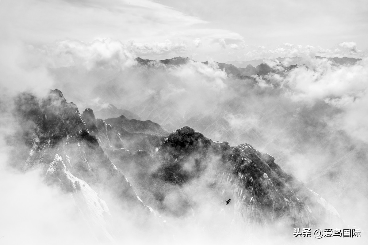 鸟类图片大全大图观赏,鸟类照片合集