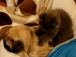 猫咪马杀鸡的视频,猫咪马杀鸡需要办卡吗