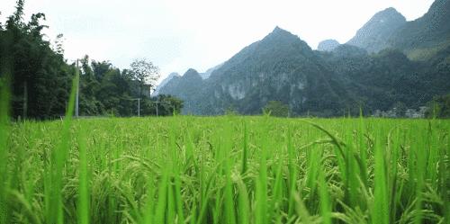外省旅游团探秘广西巴马长寿之旅,巴马旅游探索巴马的奇妙之旅