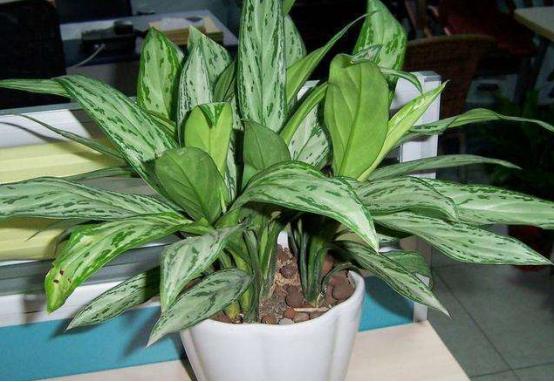 万年青叶发黄什么原因,万年青叶子发黄脱落怎么办