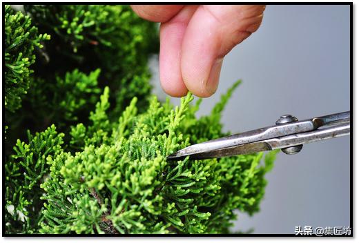 盆景选芽与摘芽，做好了，盆景树形稳定就完成了一半