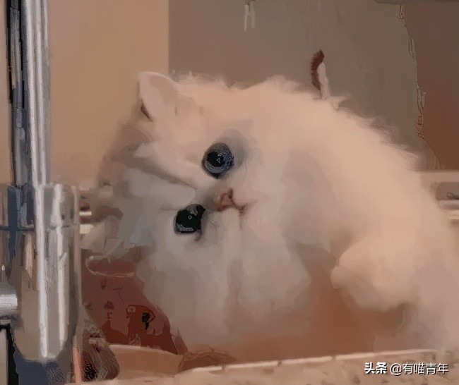 长毛猫撸猫毛工具,哪种撸猫毛的工具好用